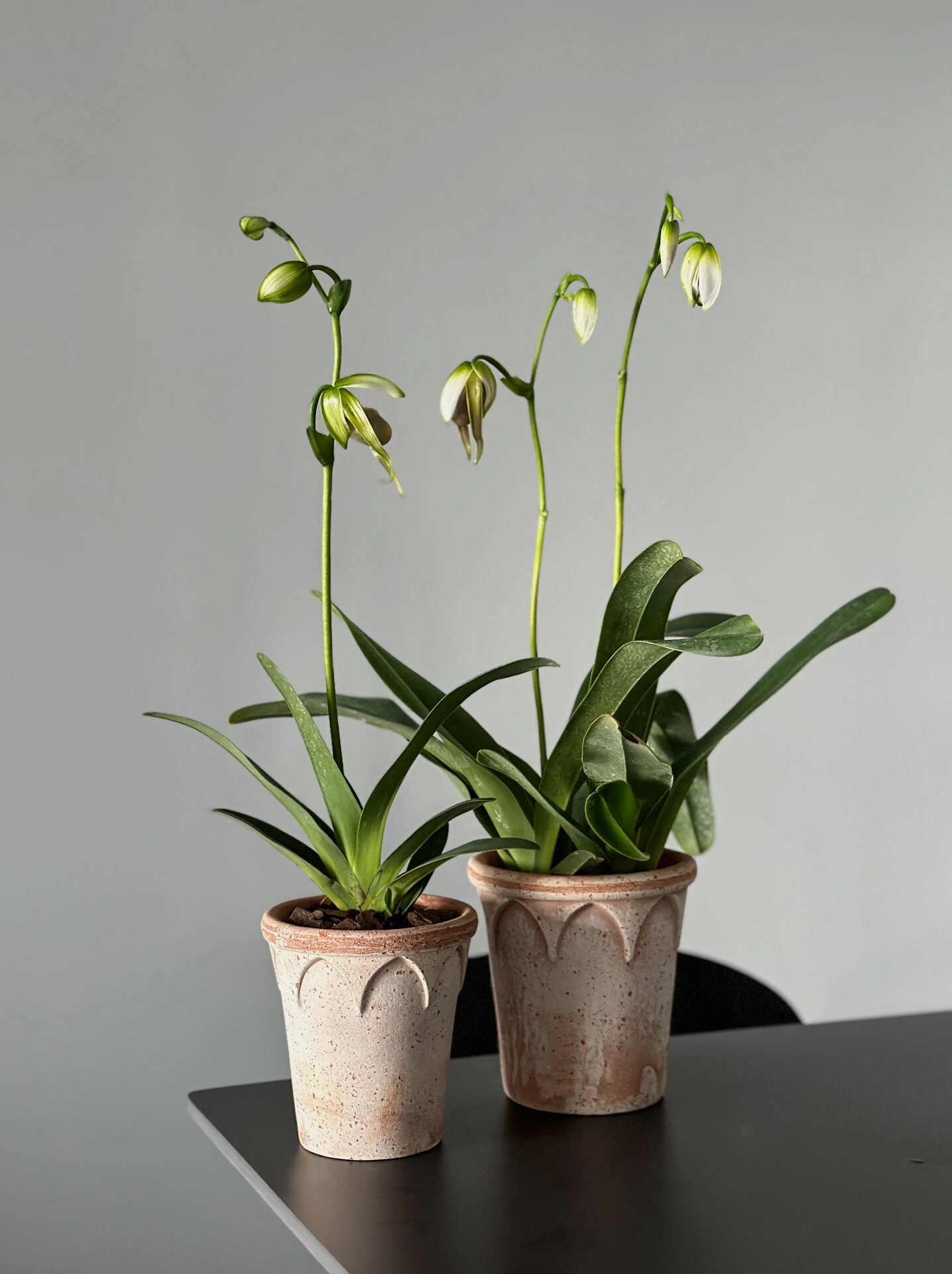 家中的兰花·长瓣兜兰 花苞花了一个星期从打开到长出飘带再慢慢变卷