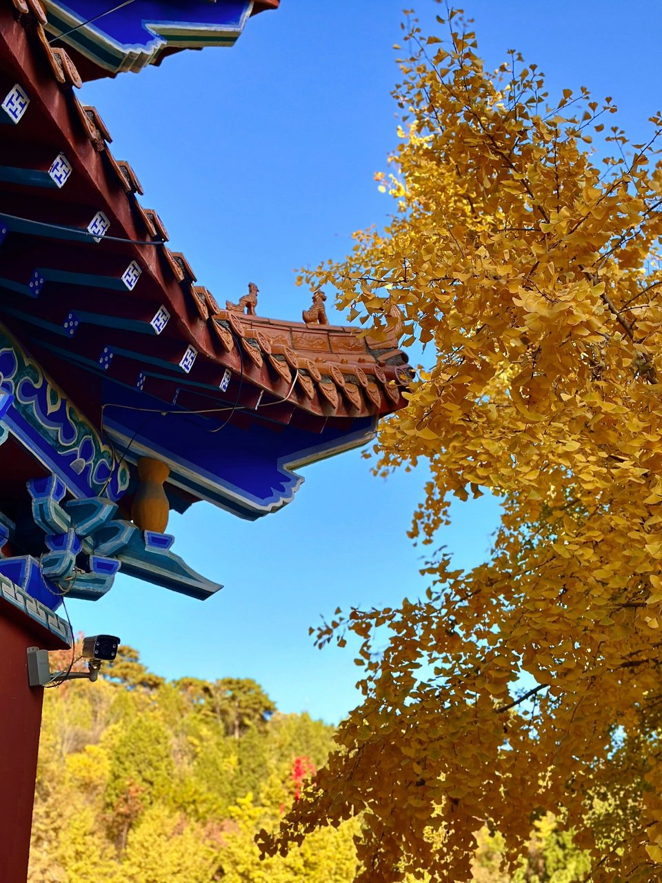 遵化禅林寺的银杏太美啦,到了最佳观赏期,就这几天,赶紧来打卡吧!