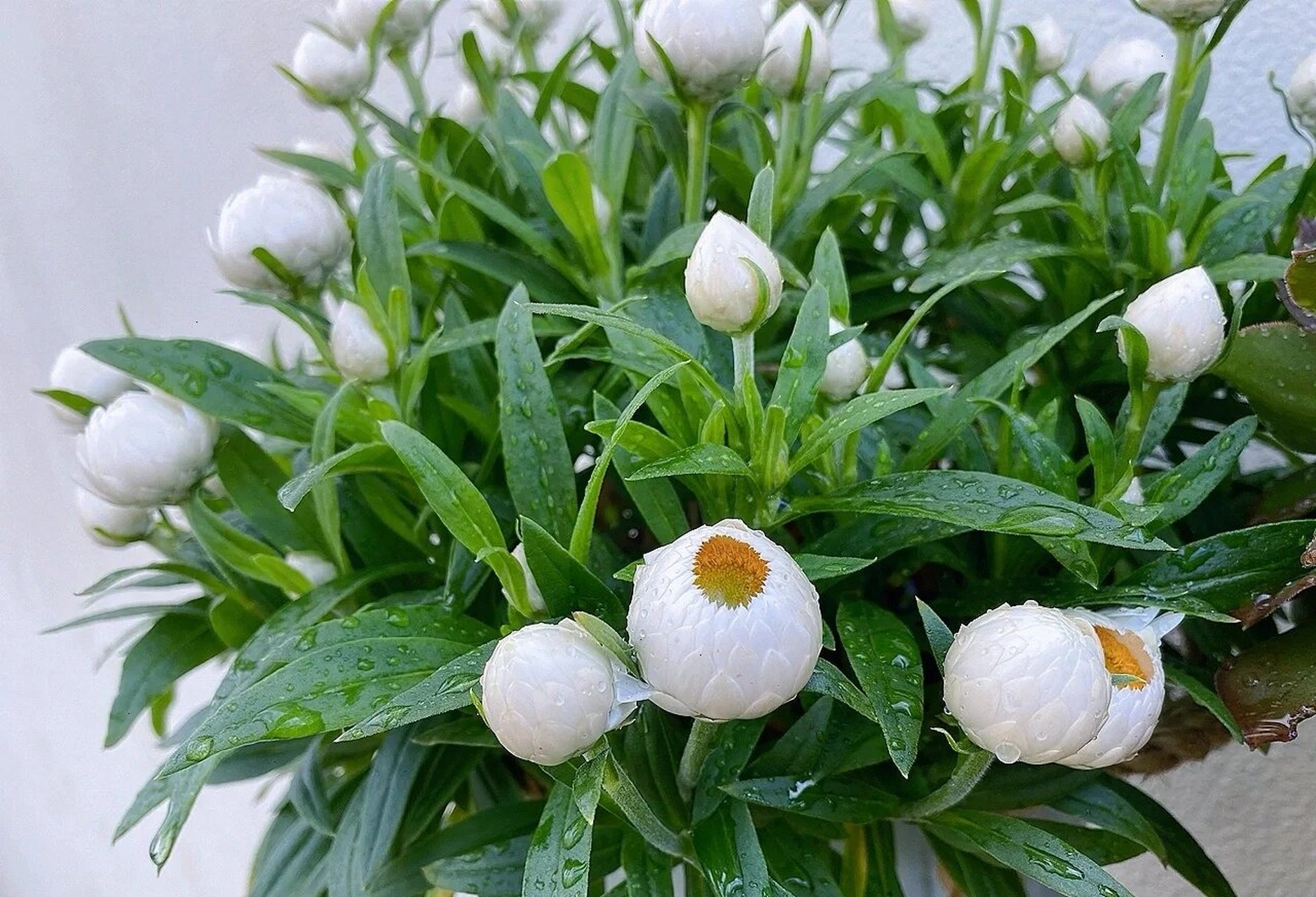 麦秆菊美得像假花,花期超级长,从春到冬 麦秆菊",也叫蜡菊,脆菊,麦藁