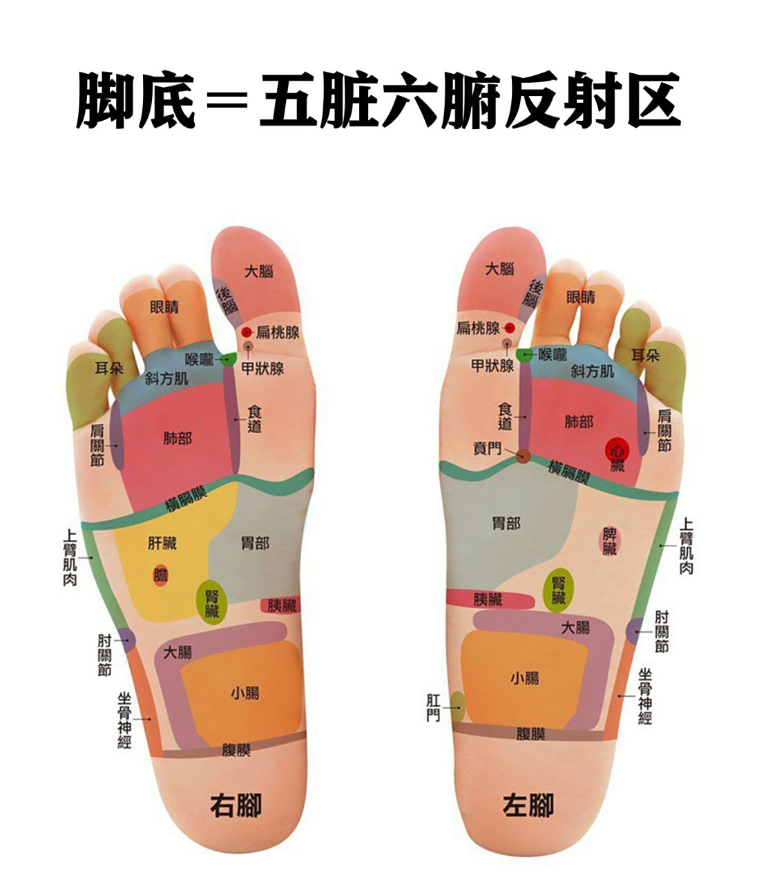 最全【脚部反射区图解】五脏六腑 淋巴系统 06按脚底77脚背,健康