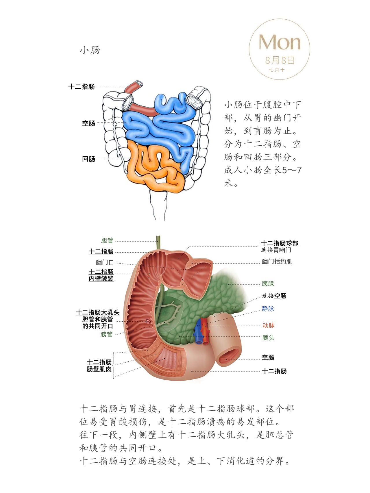 小肠的解剖摘要