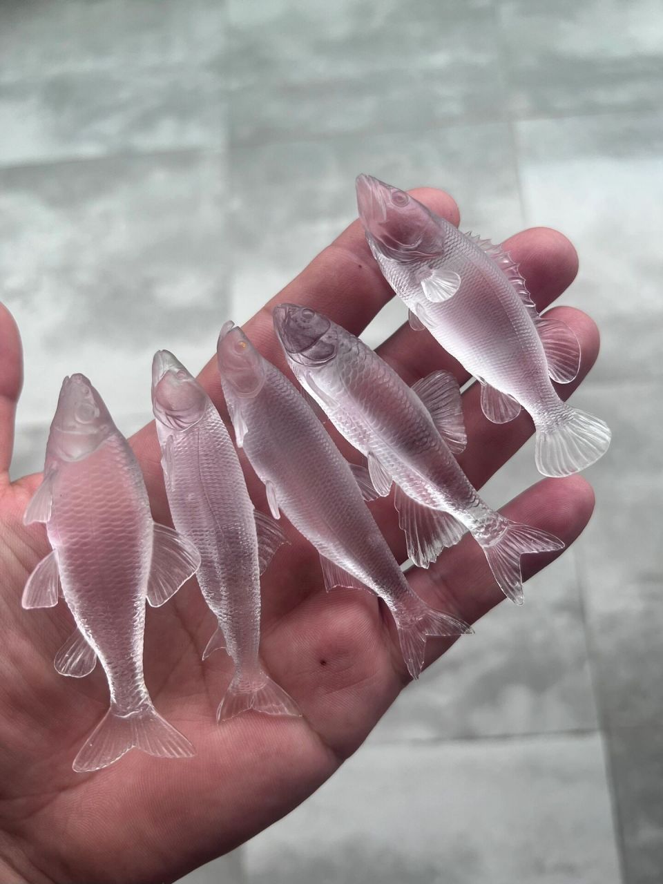 透明鱼,你认识几个?