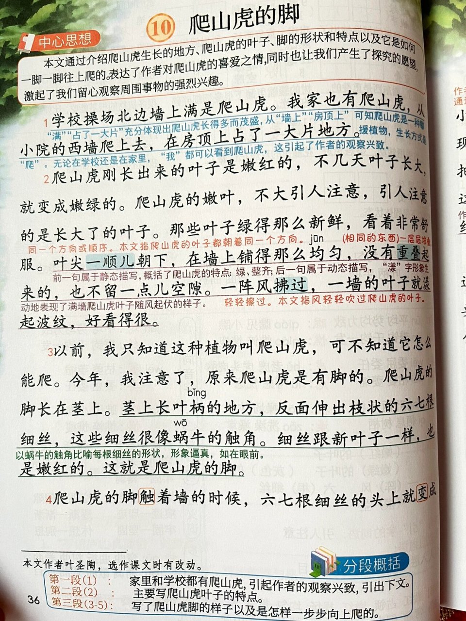 爬山虎的脚课堂笔记图片