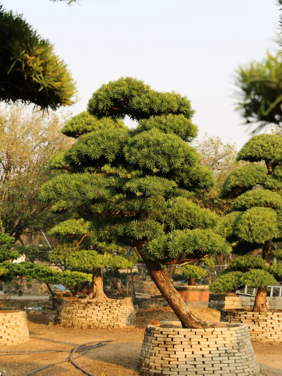 庭院景观主树顶配|几十上百万一棵的罗汉松 有着"家有罗汉松,代代做