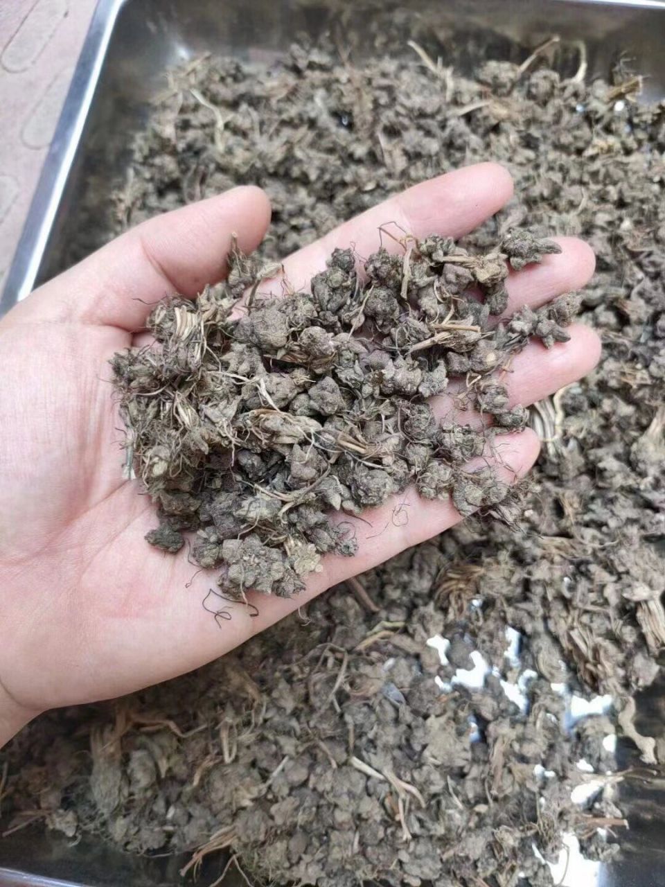 野生猫爪草 野生猫爪草很香,纯野生,不掺杂.