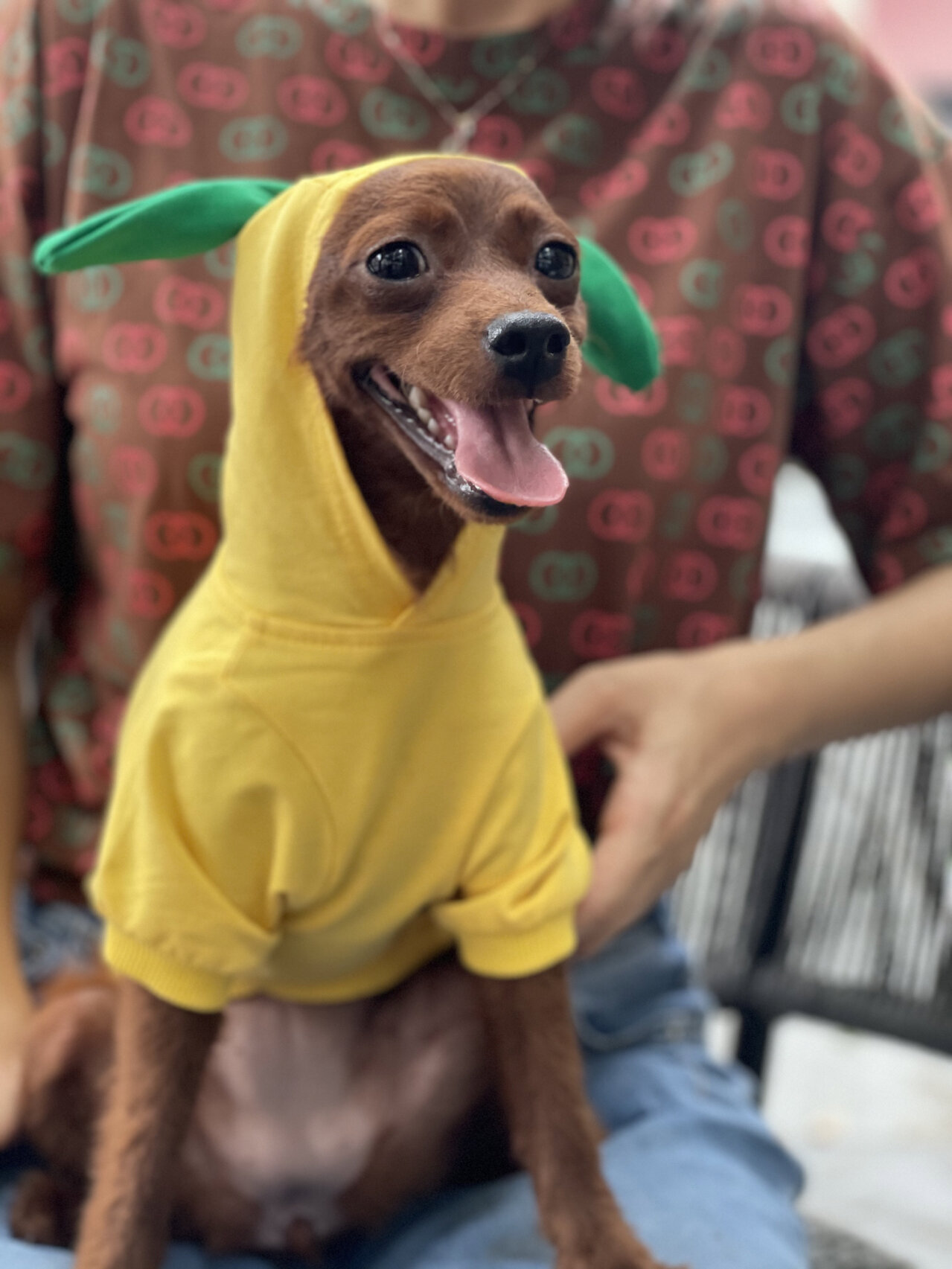 泰迪小鹿串串 遮住泰迪耳就是小鹿犬啦