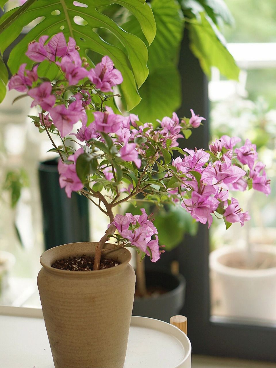 我真的太喜欢巴西紫三角梅了