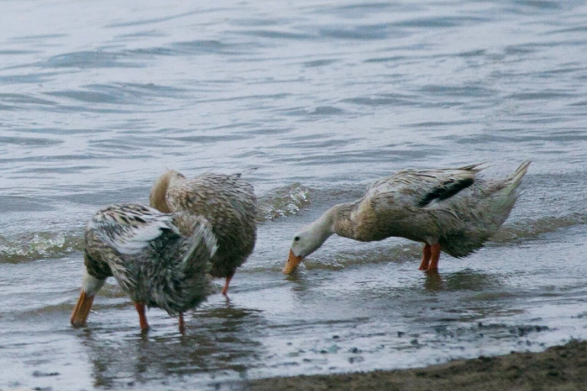 广西北海海边红树林海鸭都是散养在海滩涂上,觅食海滩鱼虾贝类为主