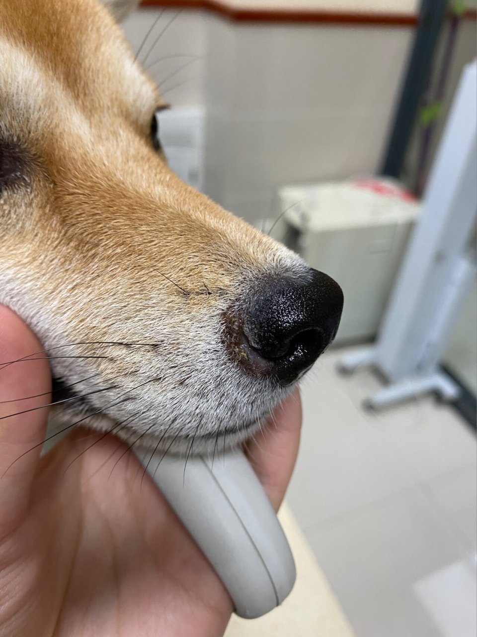 吞金兽——细菌 真菌感染 昨天发现狗子鼻子有点破,以为碰到哪里了没