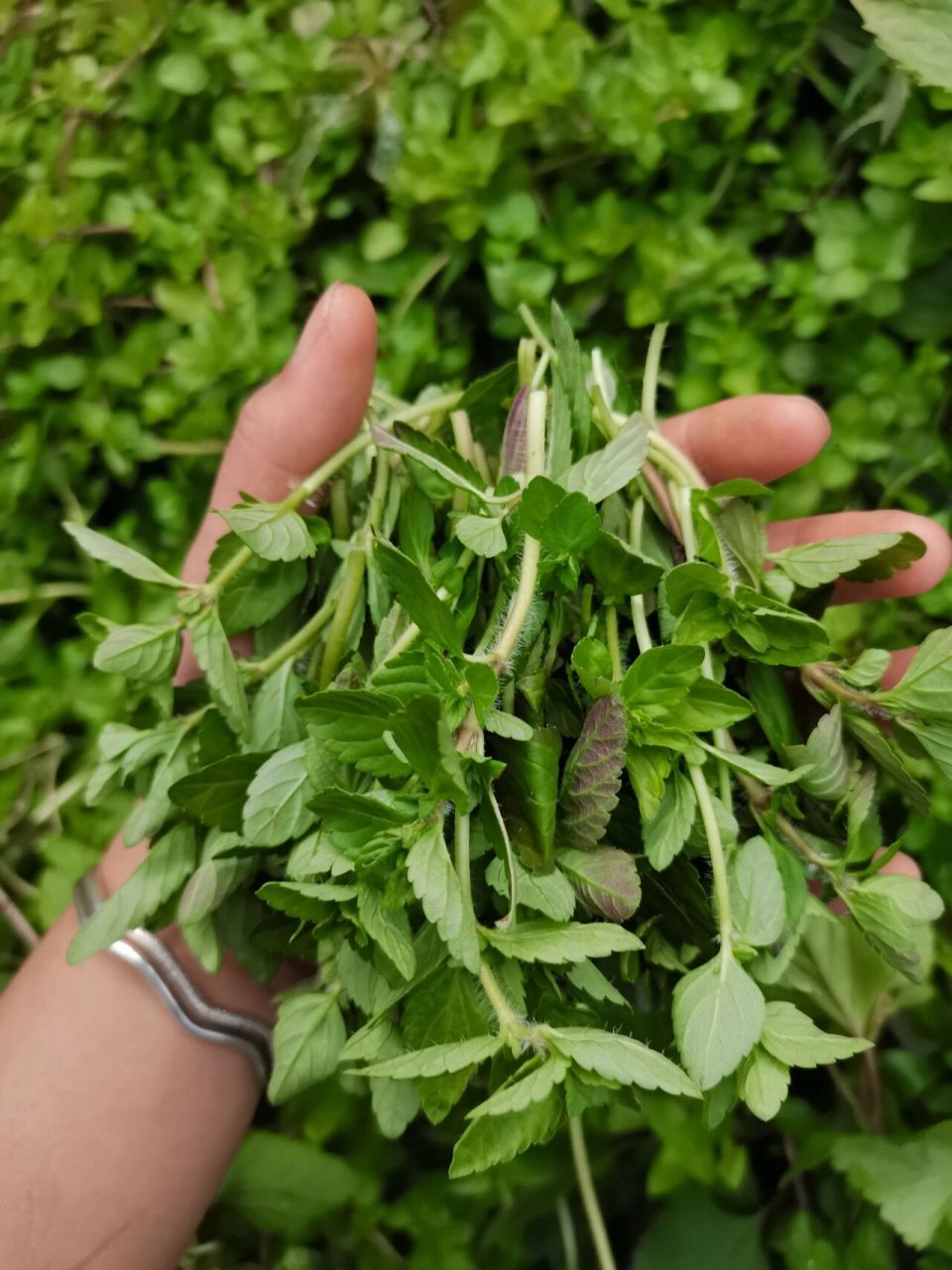 野菜,香香菜 在我们这里叫香香菜,在你们哪点呢?