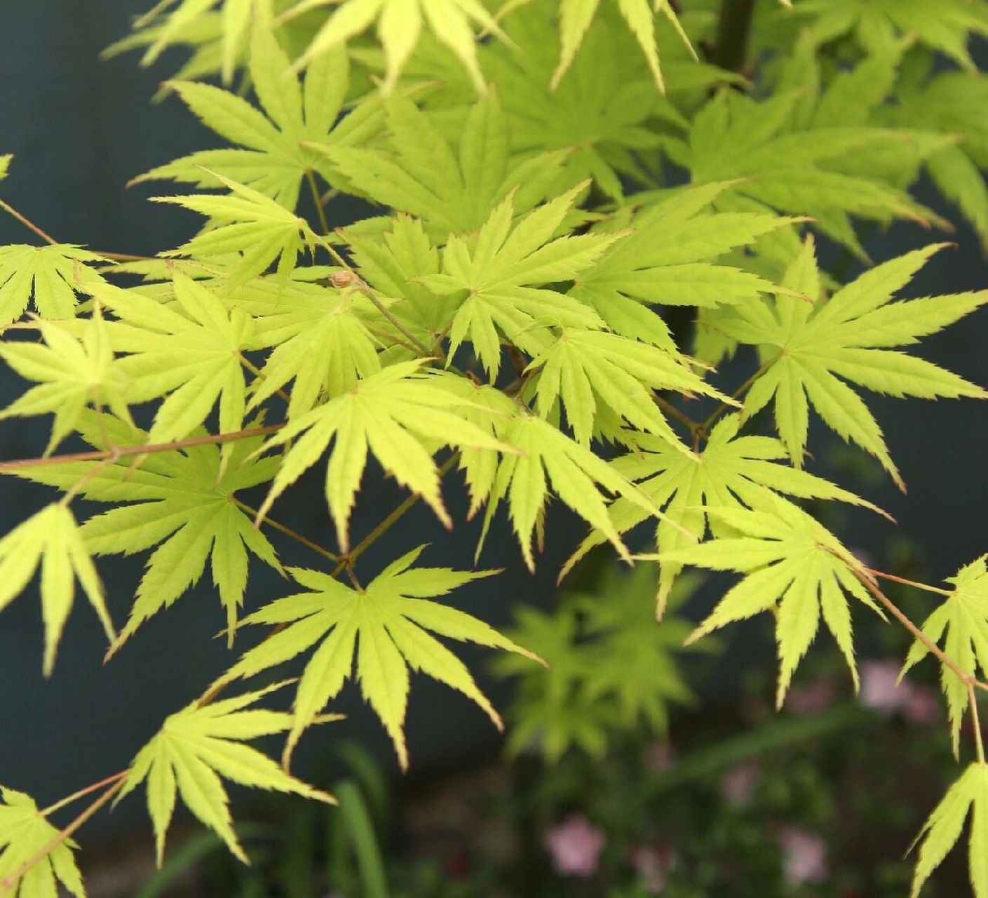 黄八丈 去年丑了一年差点扔了,今年还行,观赏期有点太短.