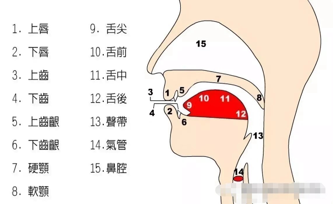 汉语详细发音部位图