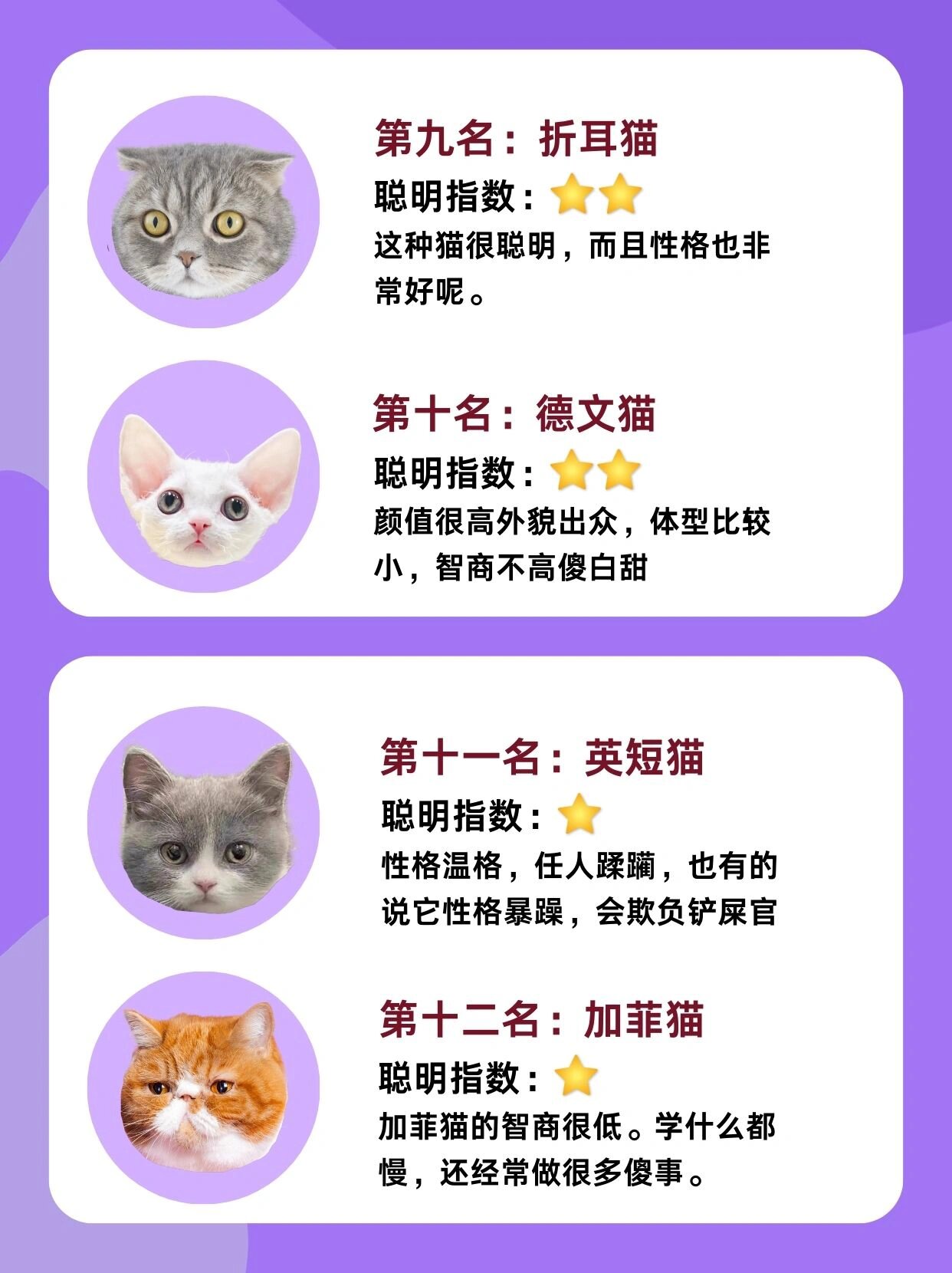 假如猫咪也有智商排名!你家猫咪排第几名?
