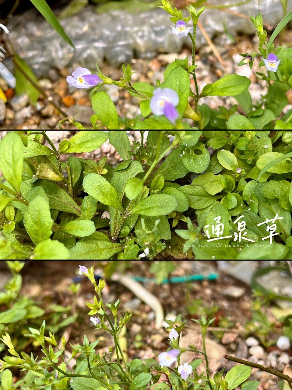 o. kuntze)玄参科通泉草属植物一年生草本植物.