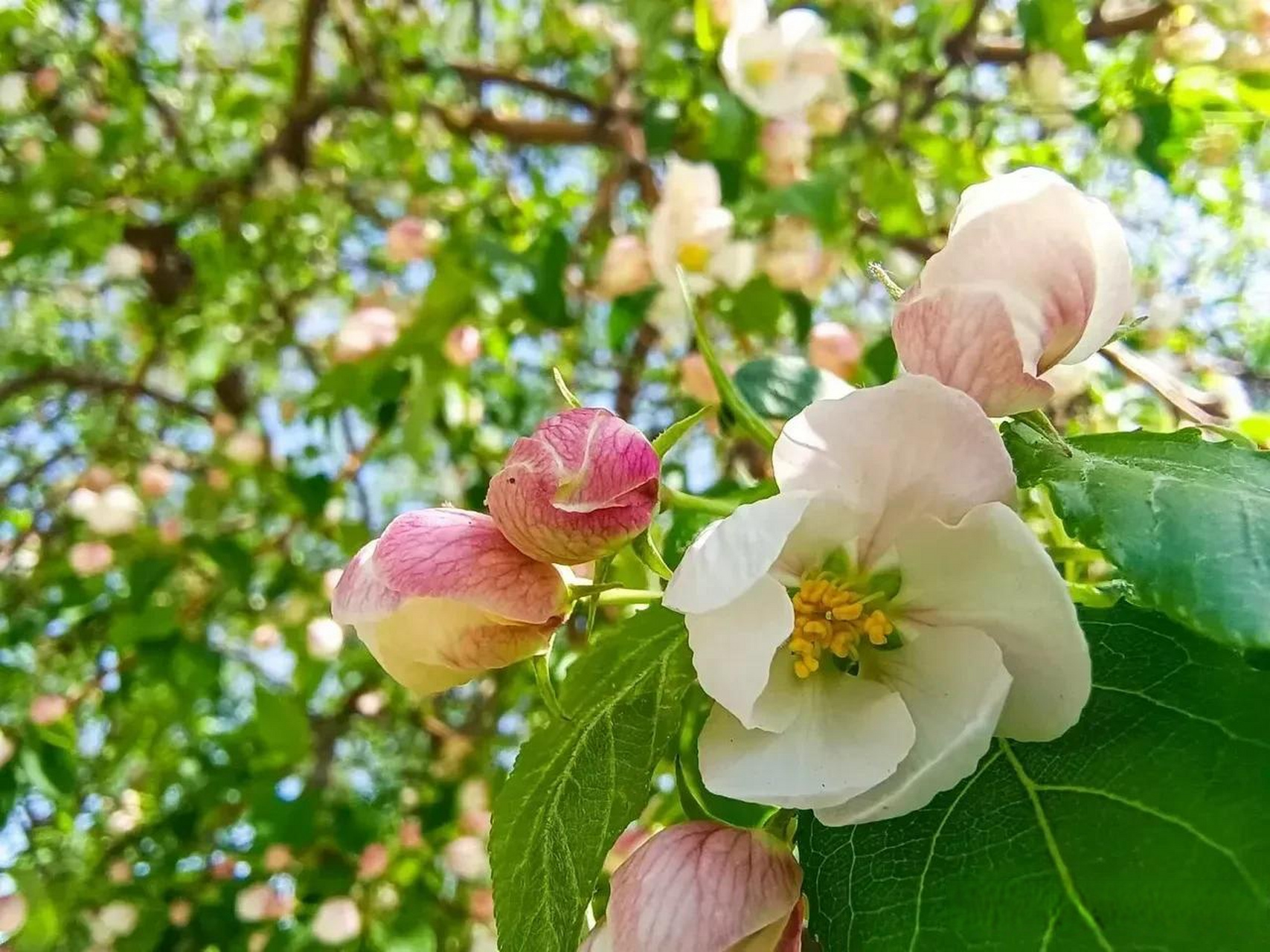 山荆子开花图片