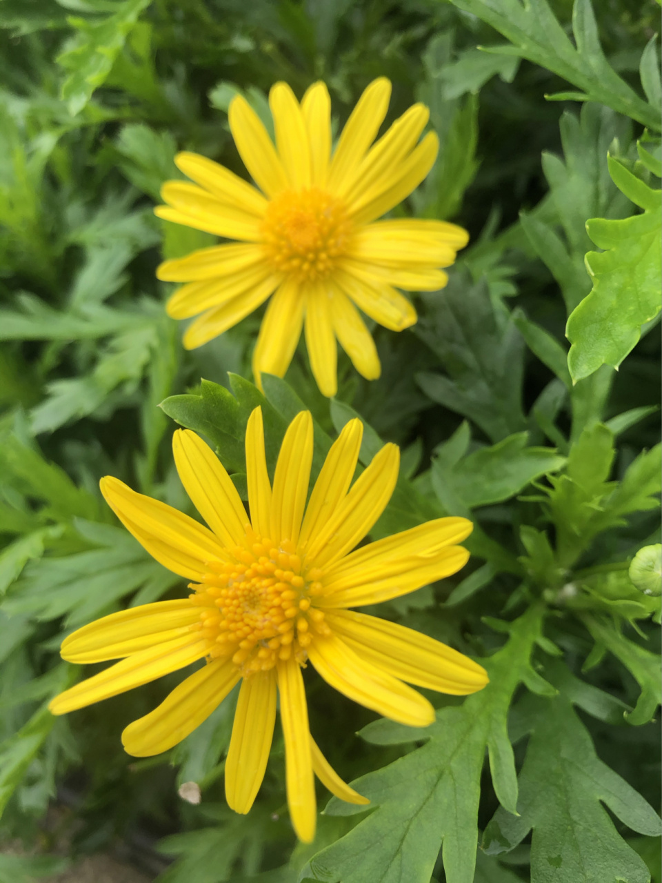 sch.-bip)是菊科,木茼蒿属灌木,高可达1米.枝条大部木质化.