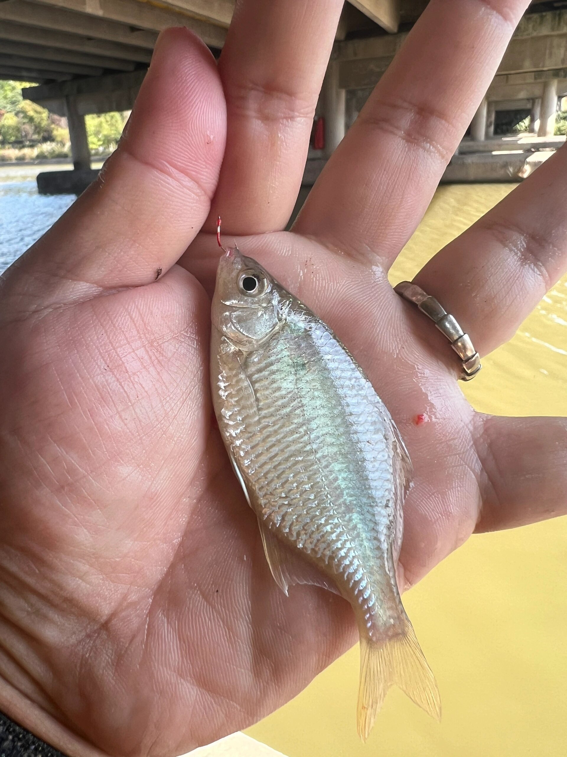 今日小物钓证件照:纹缟虾虎鱼 今日证件照:,其他的就是被我捅了窝的大
