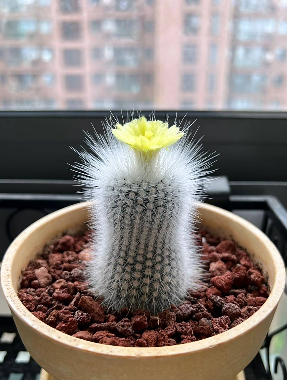 仙人球|白小町 播种仙人球开花啦98 这盆白小町是2019年6月时候播种