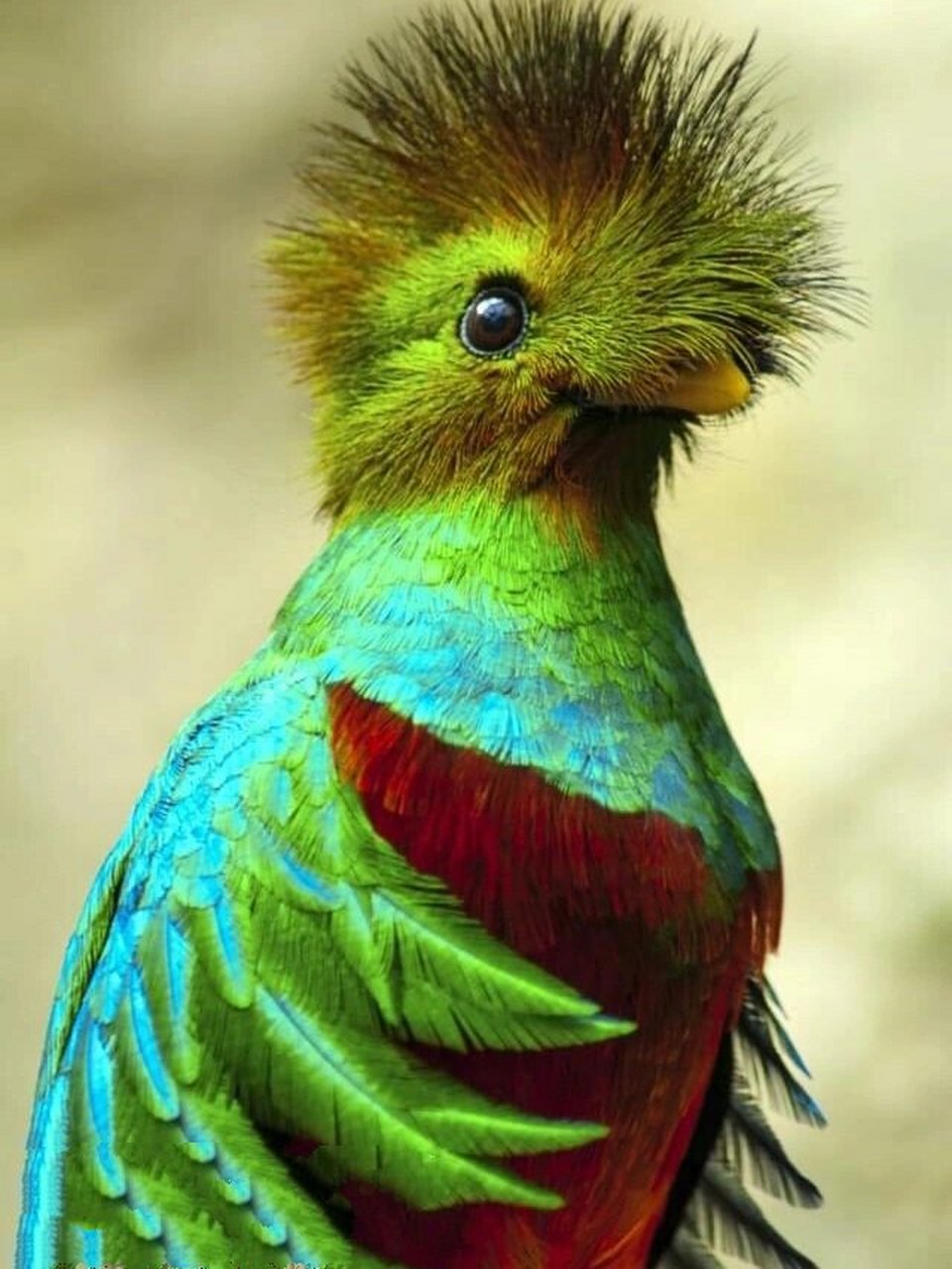 格查尔鸟 quiche.