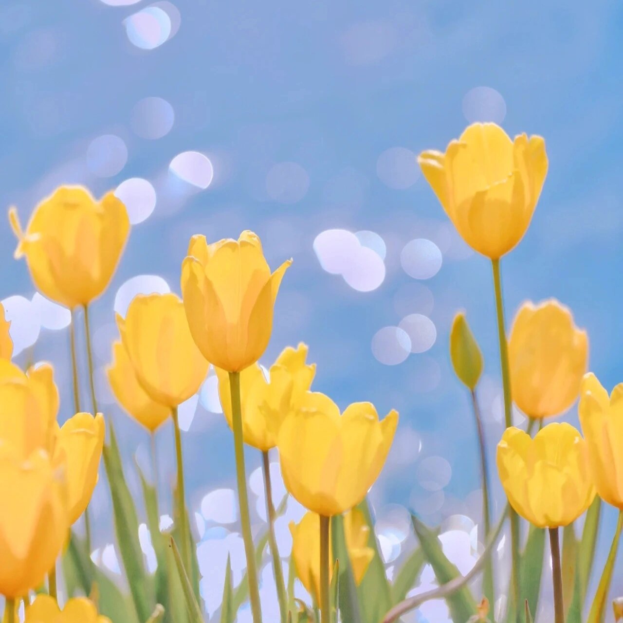 明媚头像 春光烂漫 98