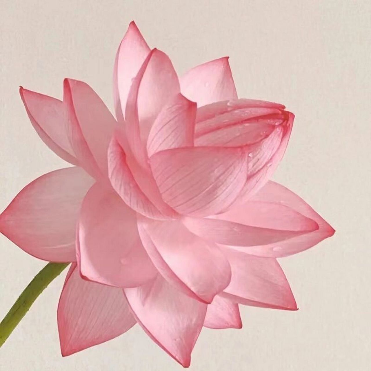 好看的荷花头像 网上看到的,太美了