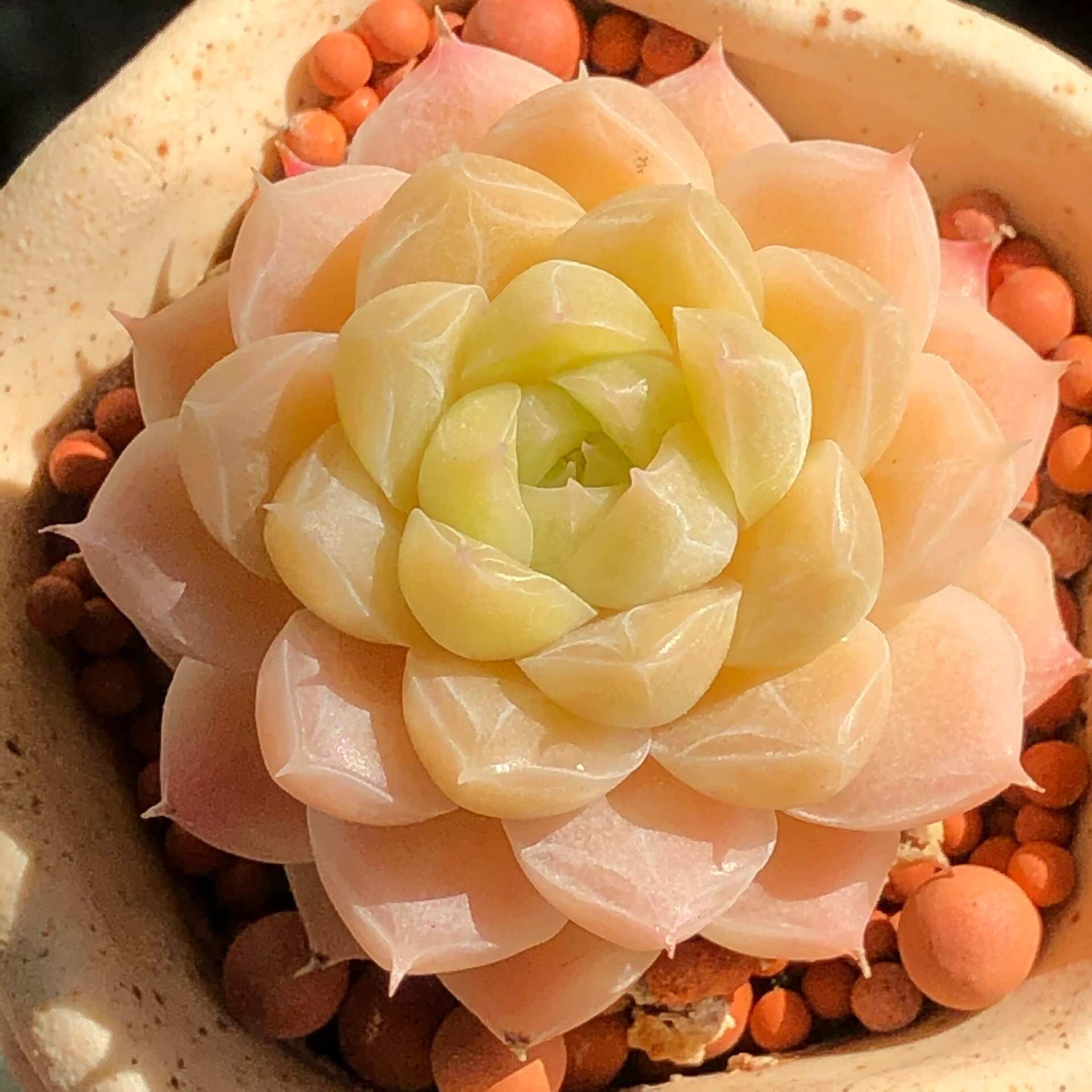 多肉女王玫瑰养护