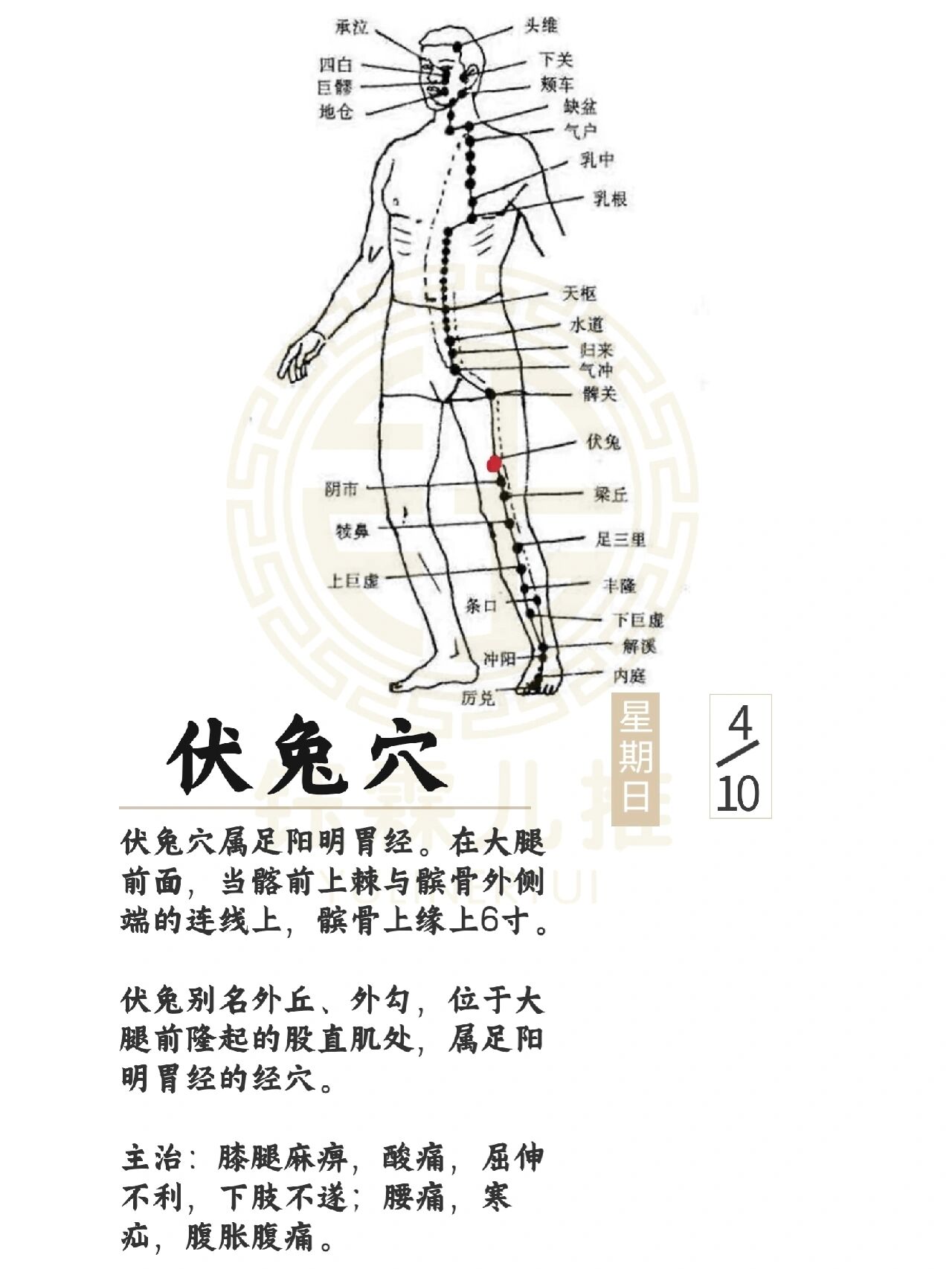 伏兔穴属足阳明胃经