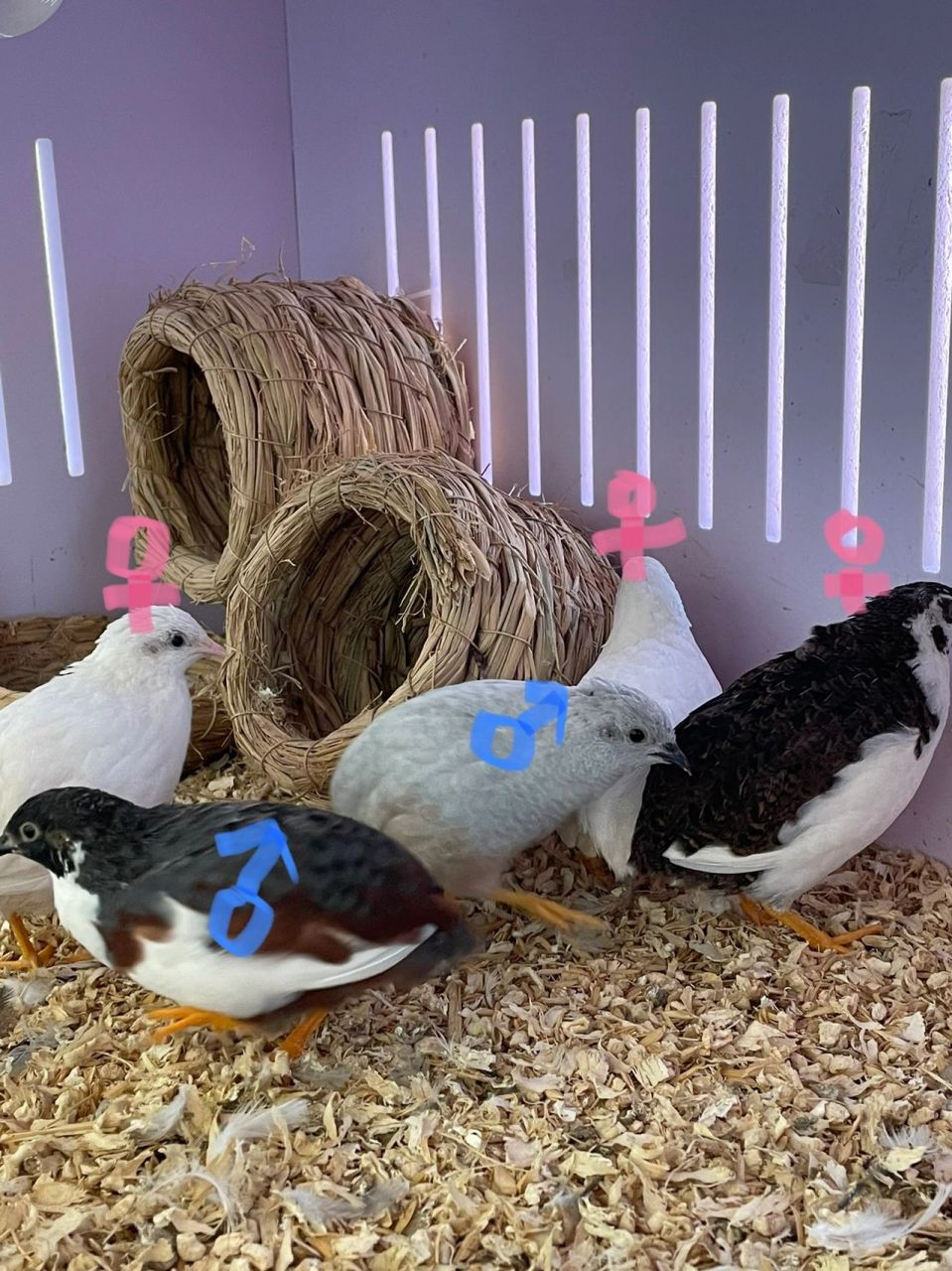 芦丁鸡分公母方法一览(中) 66615 小母鸡小时候毛比较秃9999