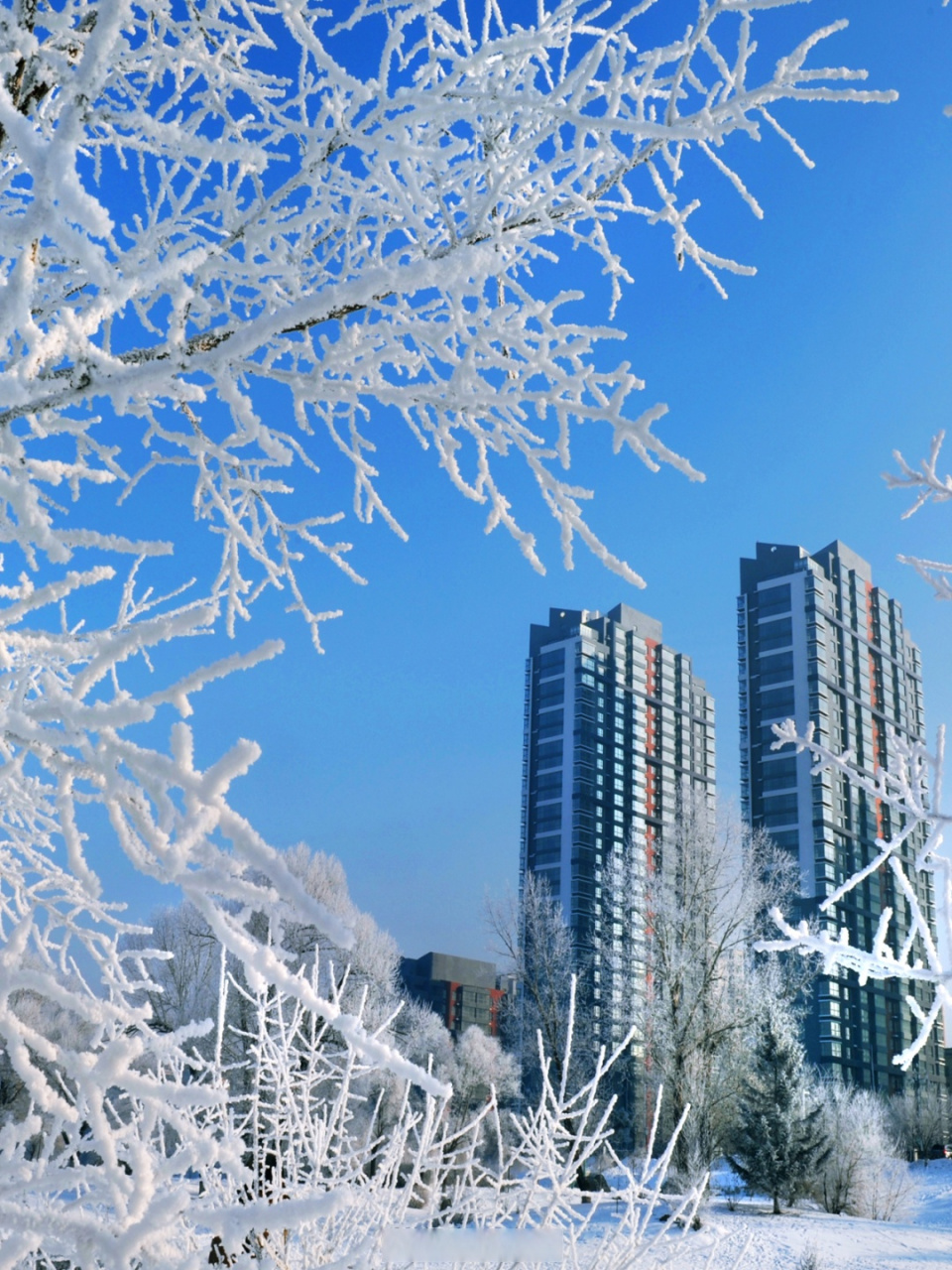 白天下雪图片真实图片