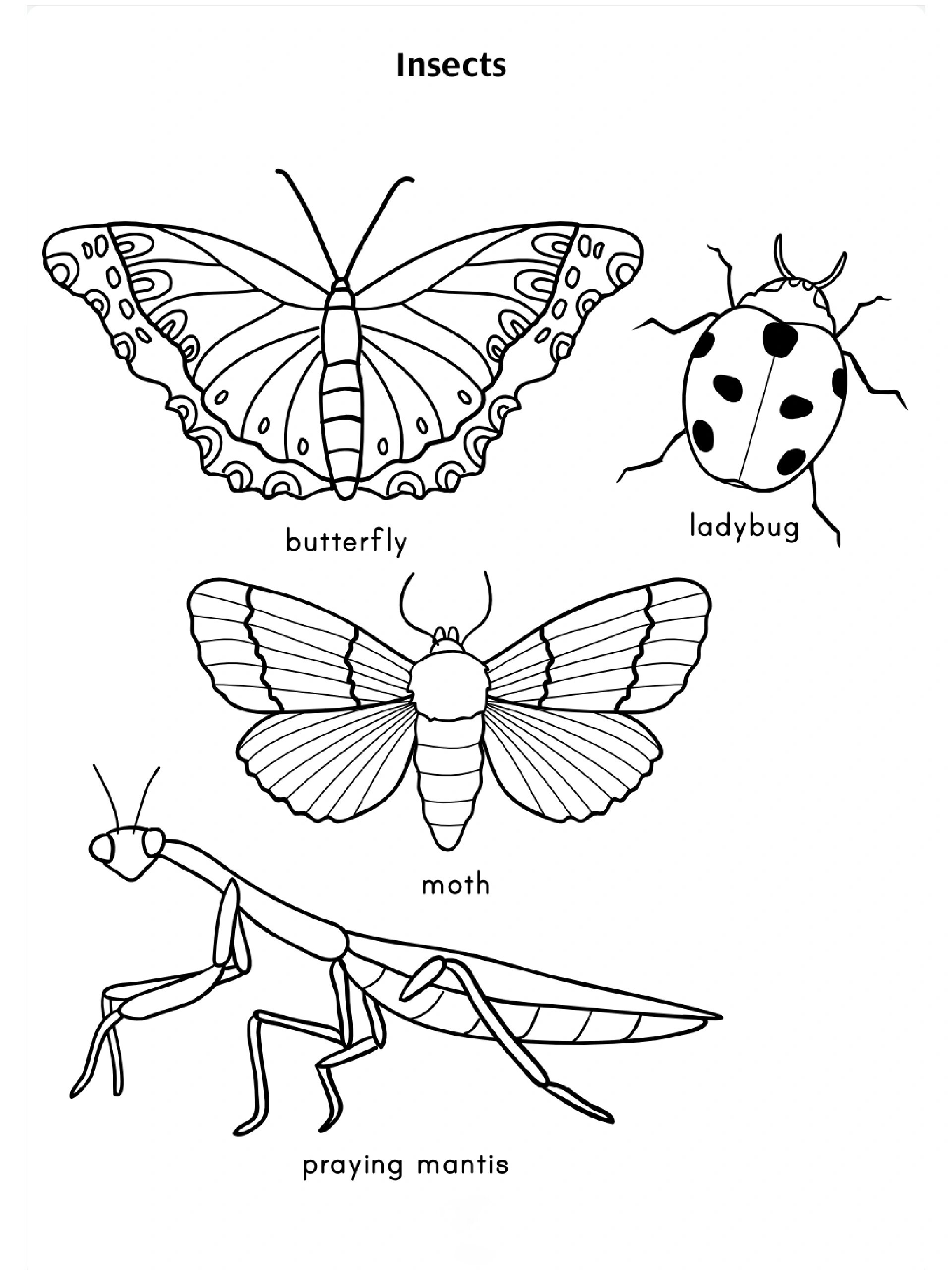 幼儿园可打印素材:昆虫