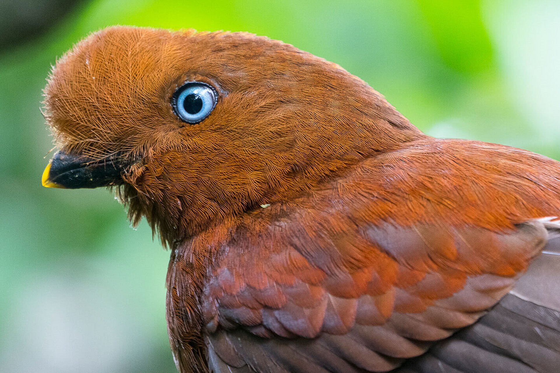 头顶红色毛茸茸小扇子的安第斯动冠伞鸟 亚马逊雨林中有一种头顶一把