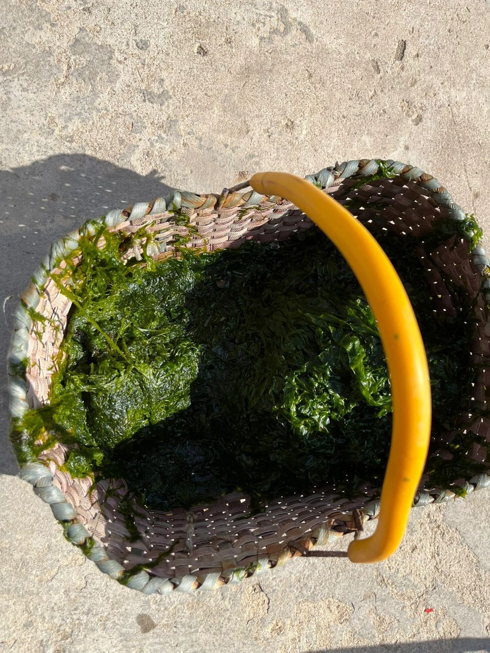 野生海菜 特别新鲜