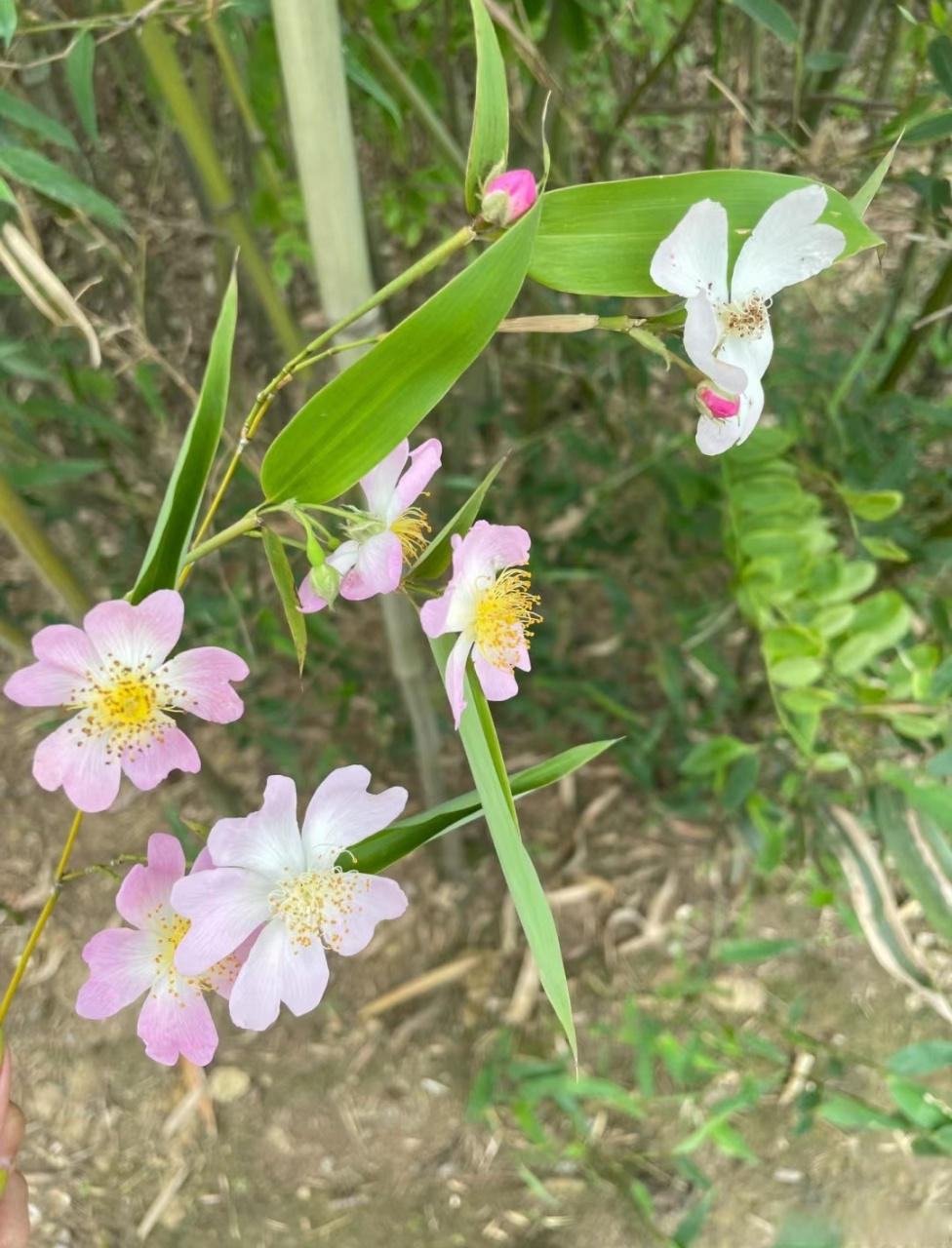 箬竹图片开花图片