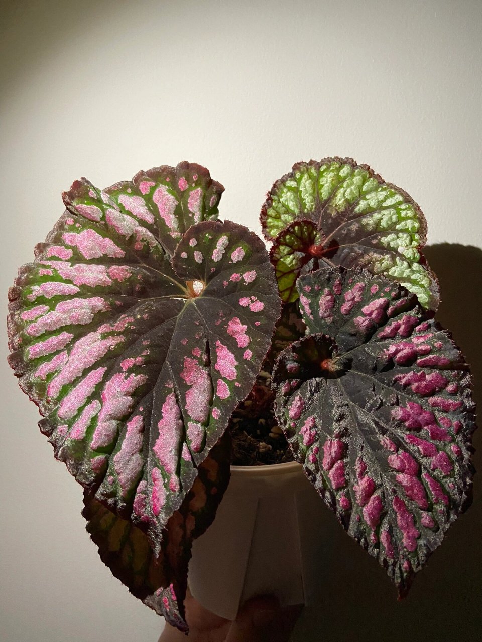 大王杂秋海棠 五彩斑斓的黑