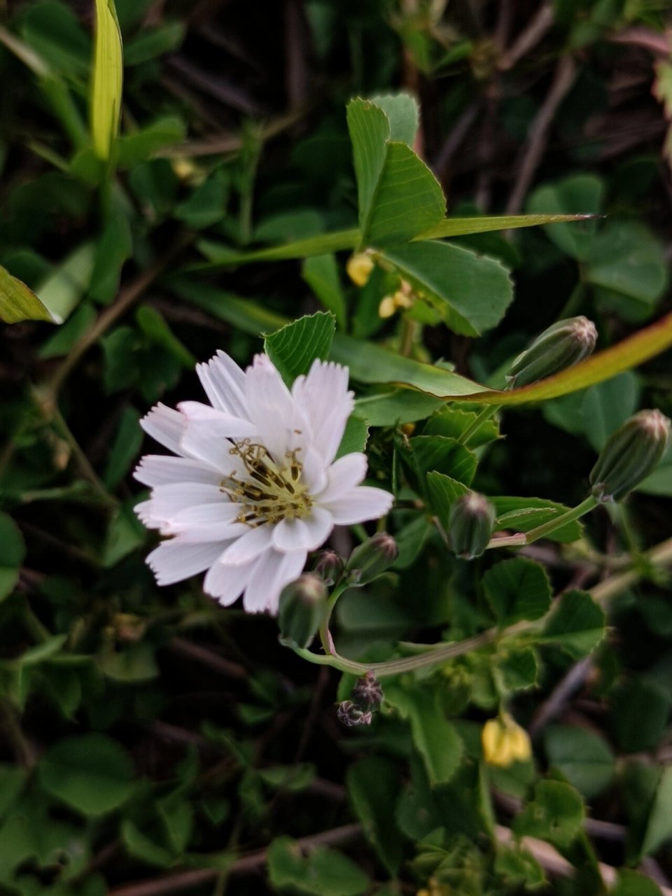 苣荬菜花图片图片