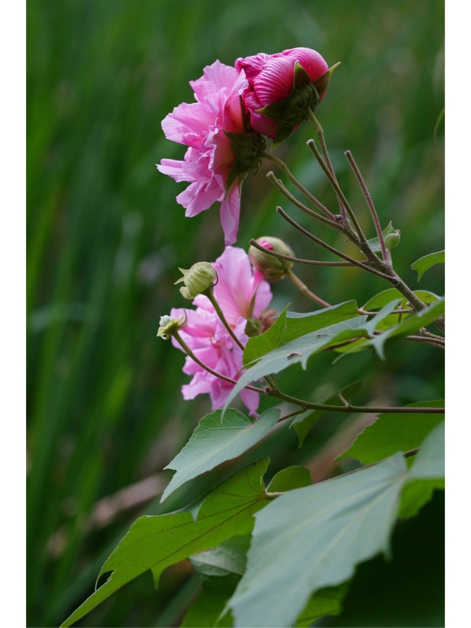 照水芙蓉 《辛夷坞》/王维 木末芙蓉花,山中发红萼.