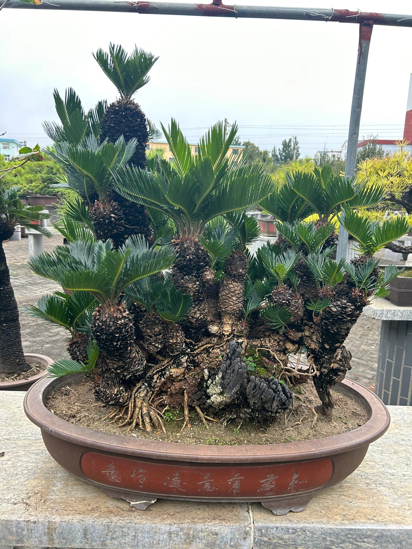 野生百年老桩铁树 野生百年老桩铁树是一种非常珍贵的植物,它具有很高