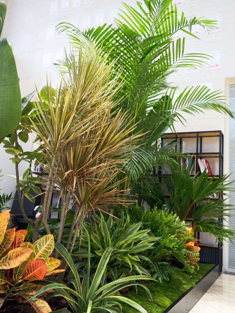 沉浸式热带植物造景|上海景观设计 热带雨林风植物造景,选用散尾葵