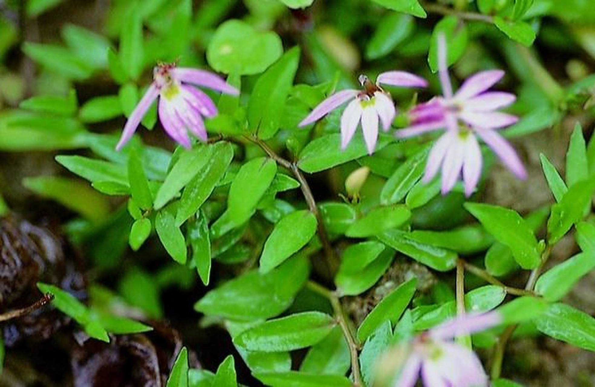 每日认识一味中药——半边莲 【药用部位】桔梗科植物半边莲的干燥全