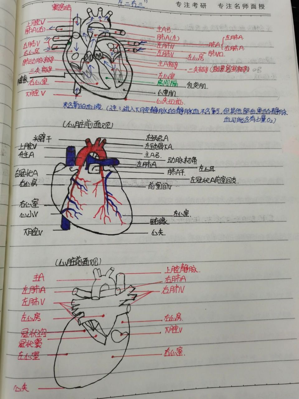 心脏解剖图,你画好了吗?