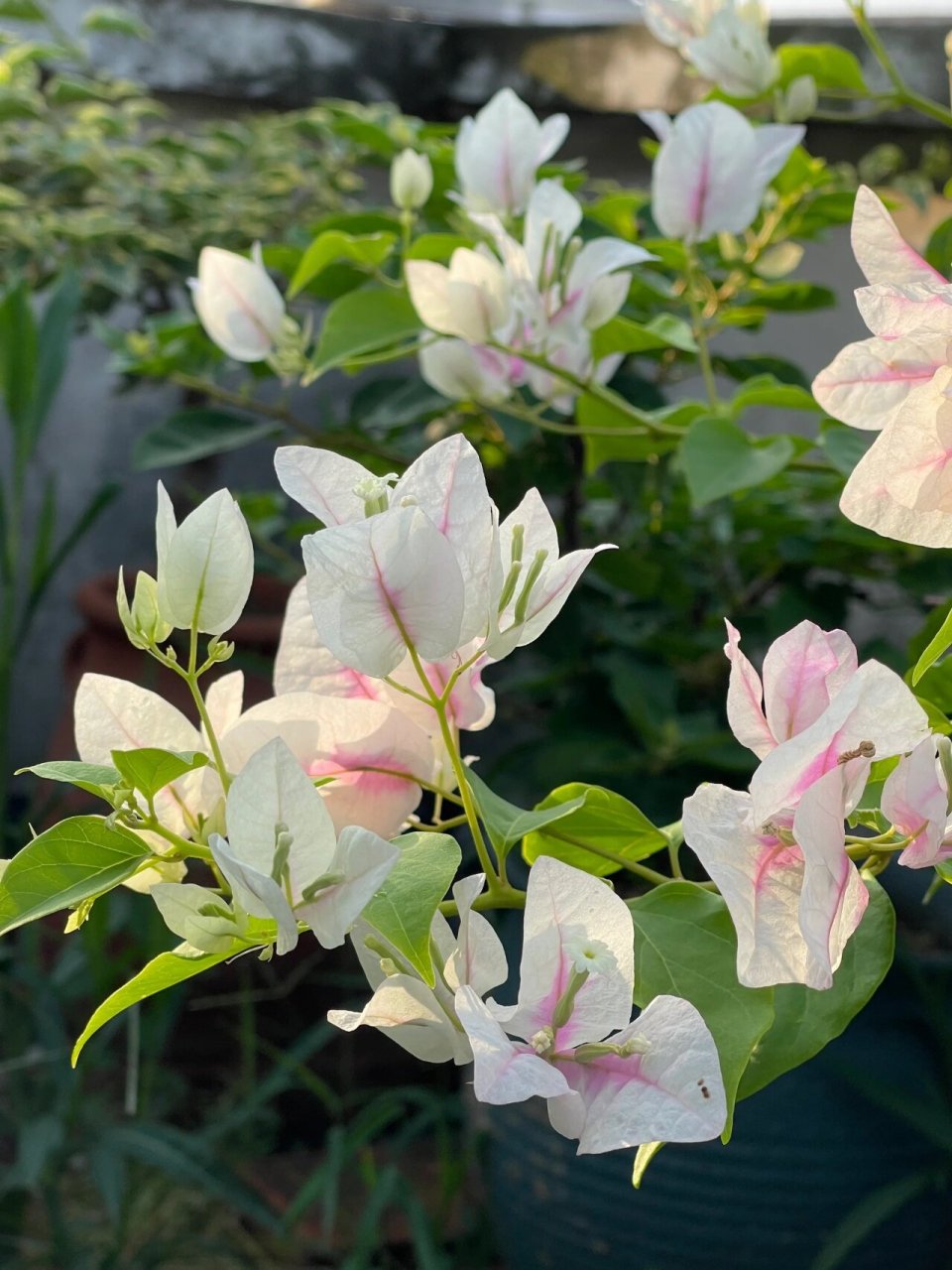 广红樱,一不小心就爆花的三角梅品种.