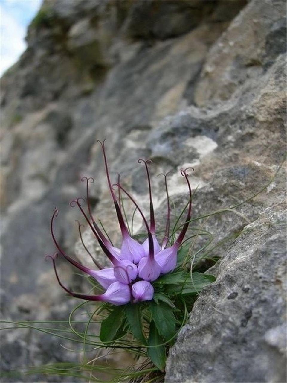 《悬崖上的美丽》绝处逢生,否极泰来!