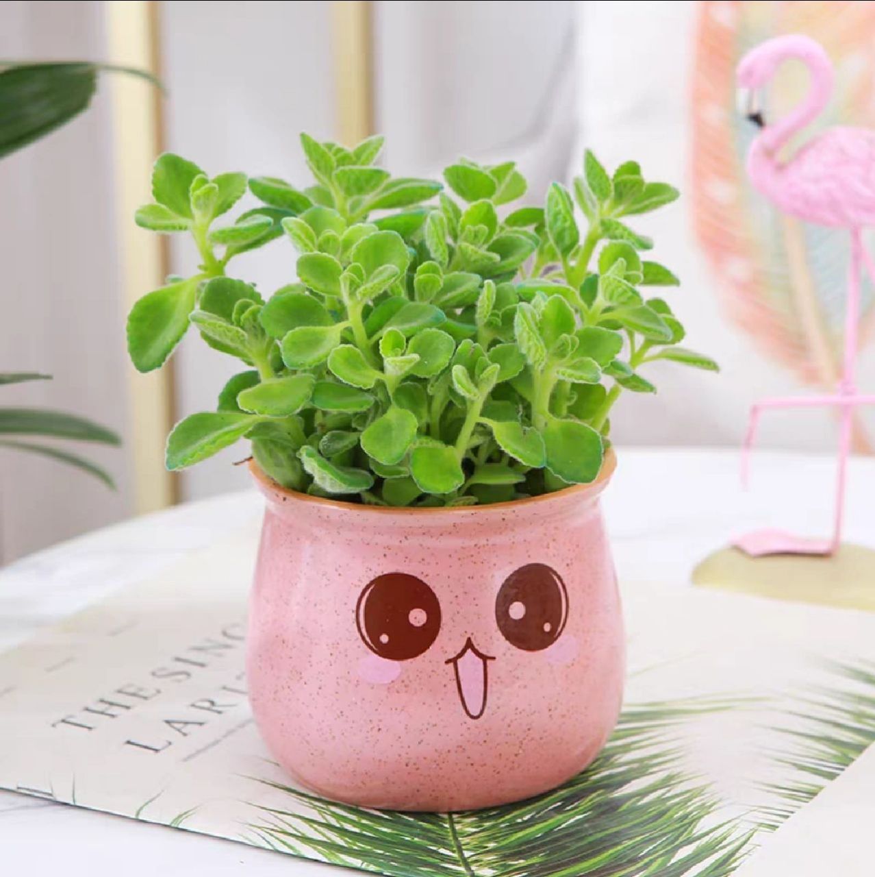 植物养护 | 碰碰香 碰碰香,之所以叫碰碰香,原因就是当它的叶片受到