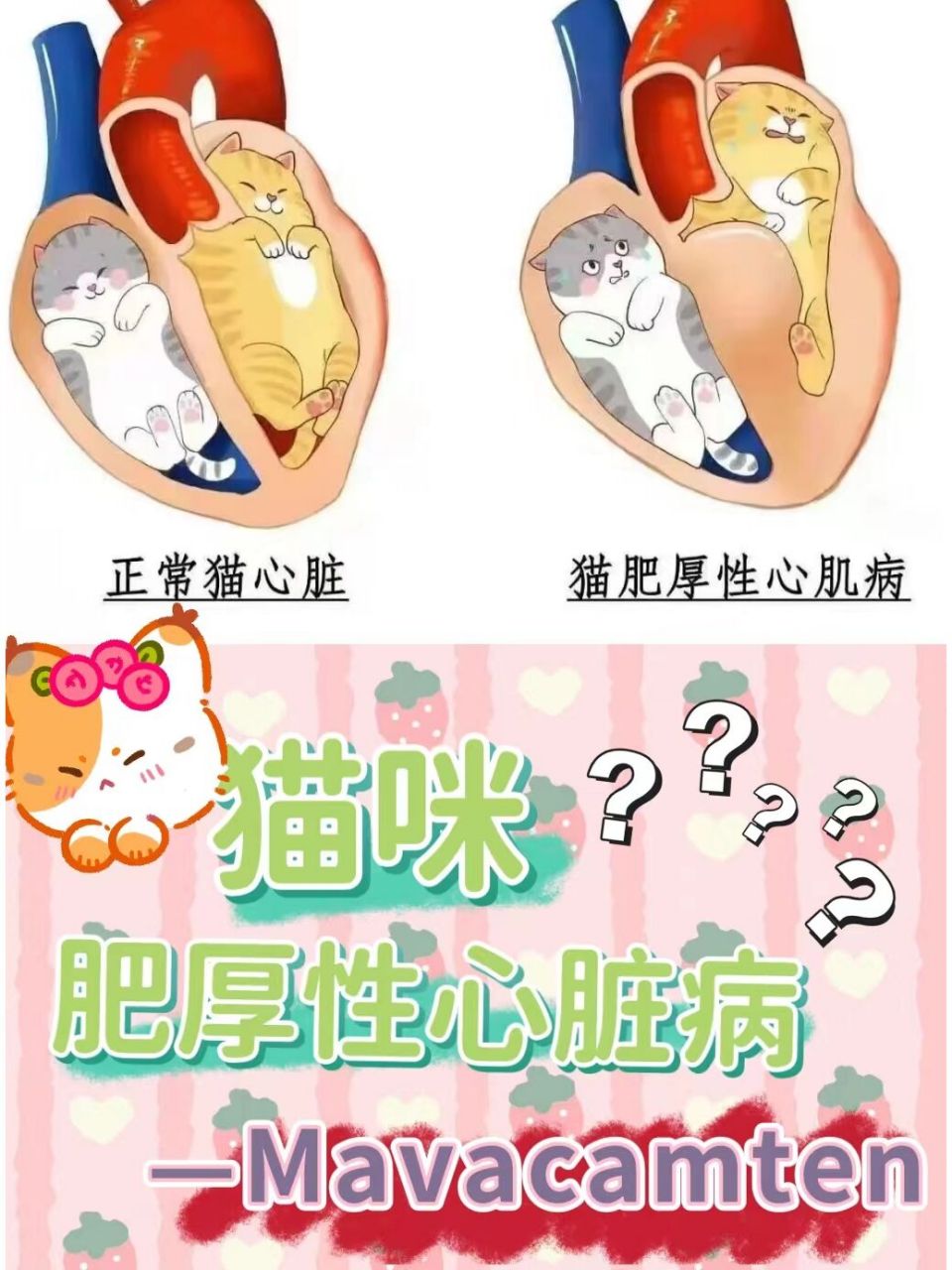 猫咪肥厚性心脏病 —mavacamten 2022年02月17日 /生物谷bioon/ --百