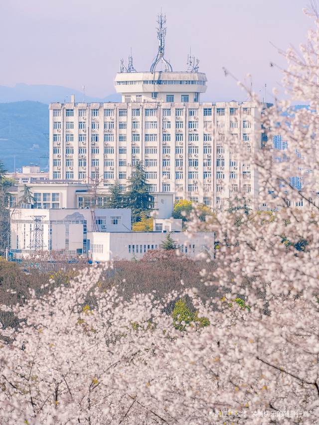 三峡大学樱花图片