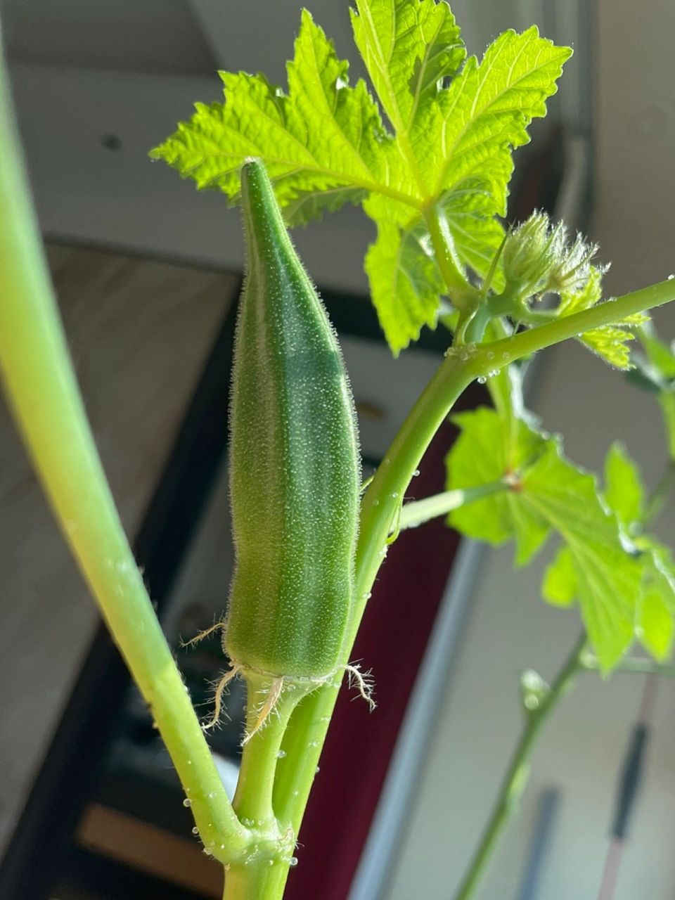 种秋葵自己的一些小总结 图一是播种后66天,现在的样子.