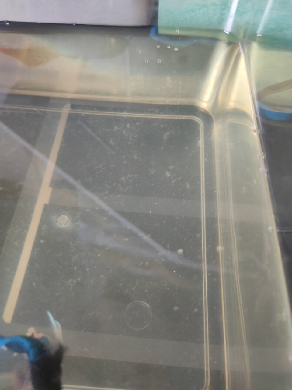 泰斗鱼缸白色絮状物怎么解决 有没有大神知道呀,养泰斗的鱼缸里好多