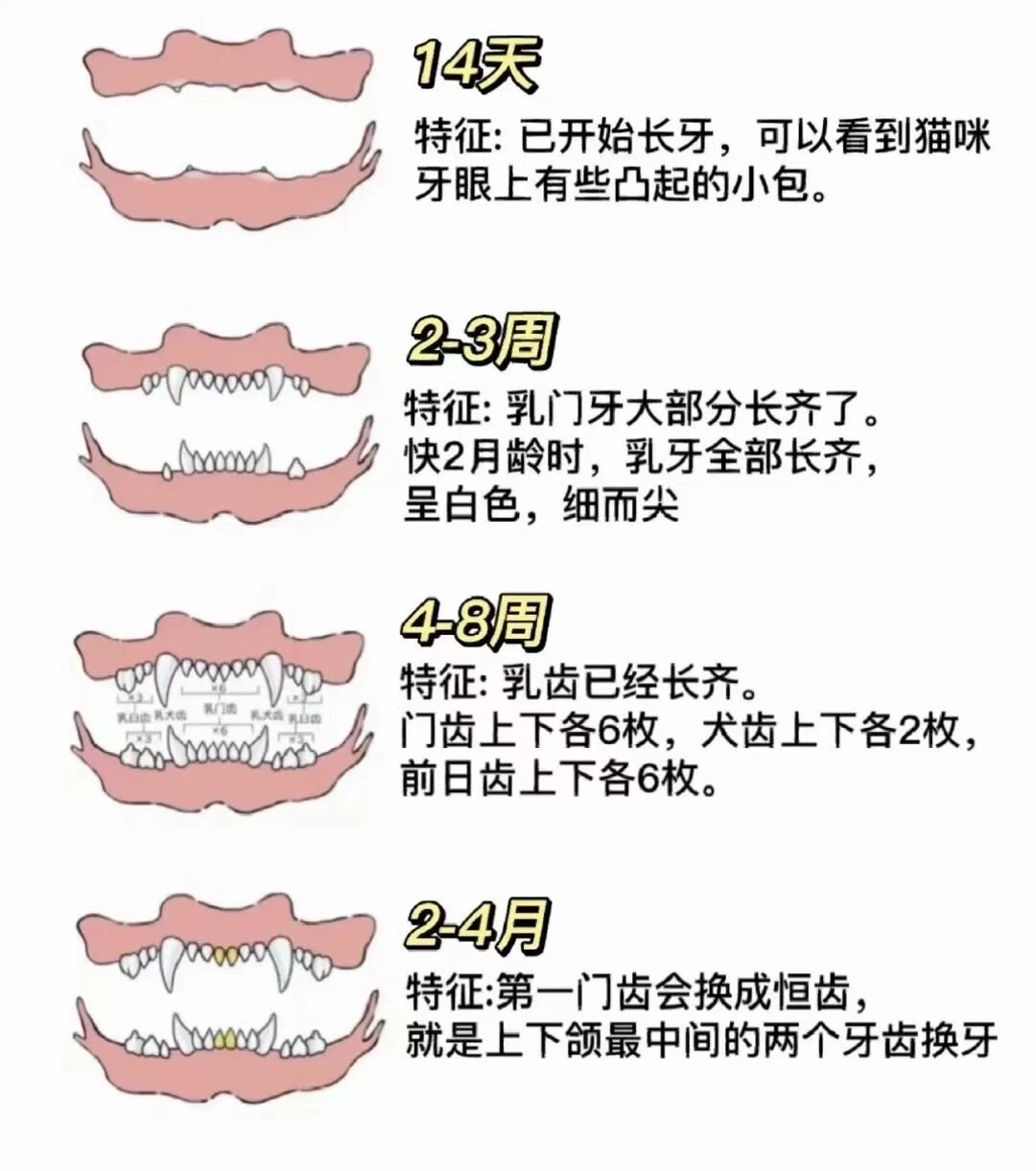 猫咪年龄对照表牙齿图片