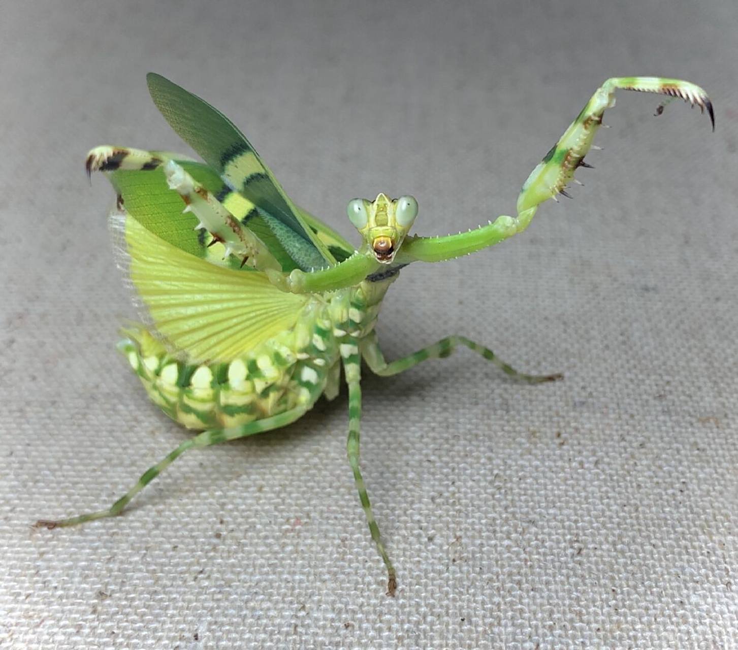 弧纹螳螂产卵～ 产的位置不对,形状有些奇怪[笑哭]#昆虫# #螳螂