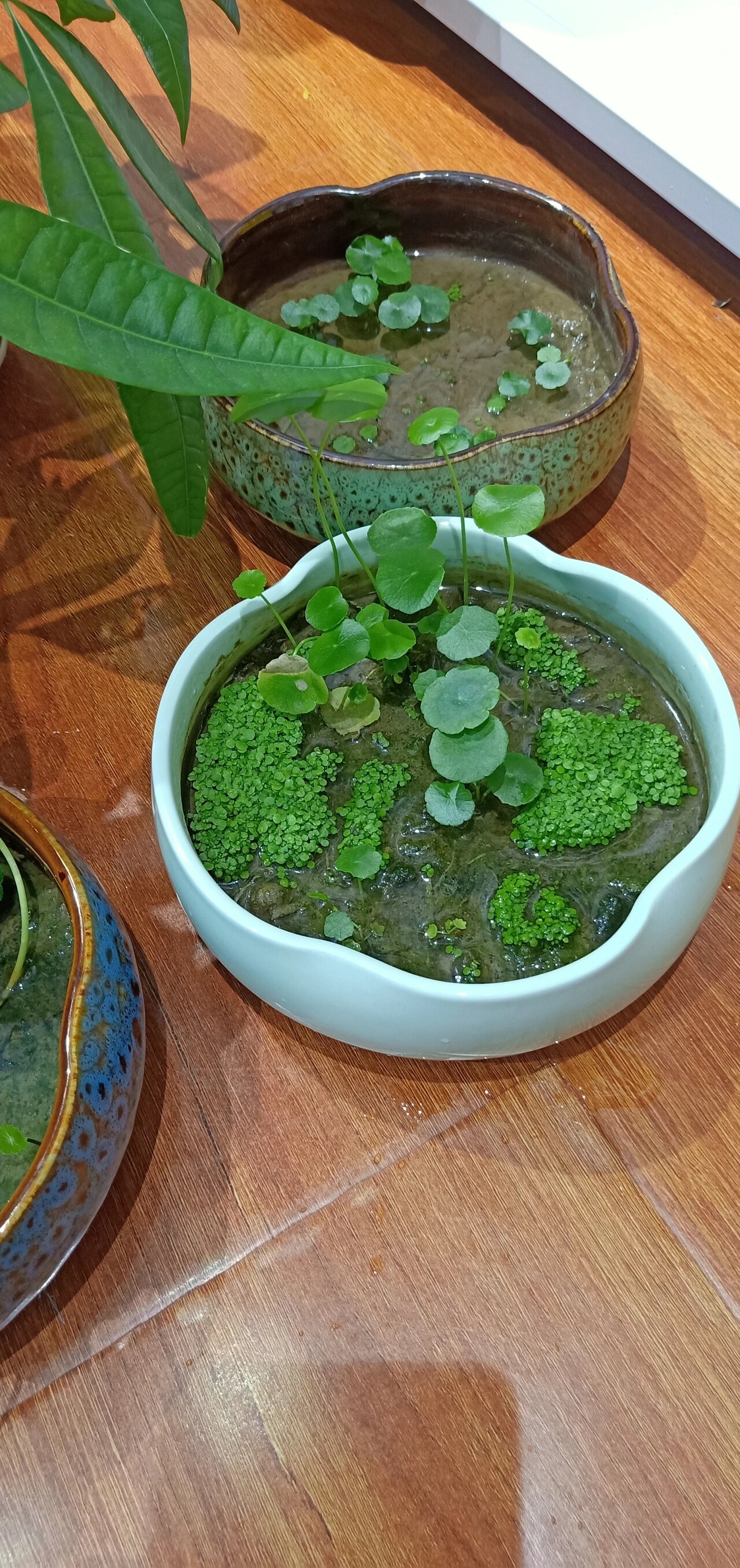 海藻面膜真的可以种出来小苗苗